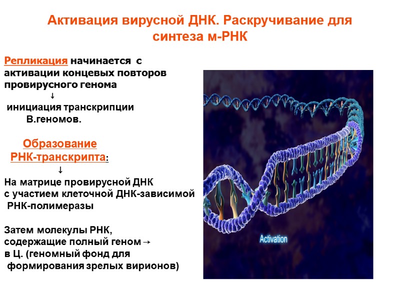 Активация вирусной ДНК. Раскручивание для синтеза м-РНК Репликация начинается  с активации концевых повторов